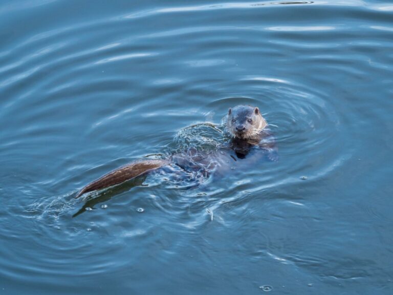 Highland Shipping Company protecting Scotland's water life
